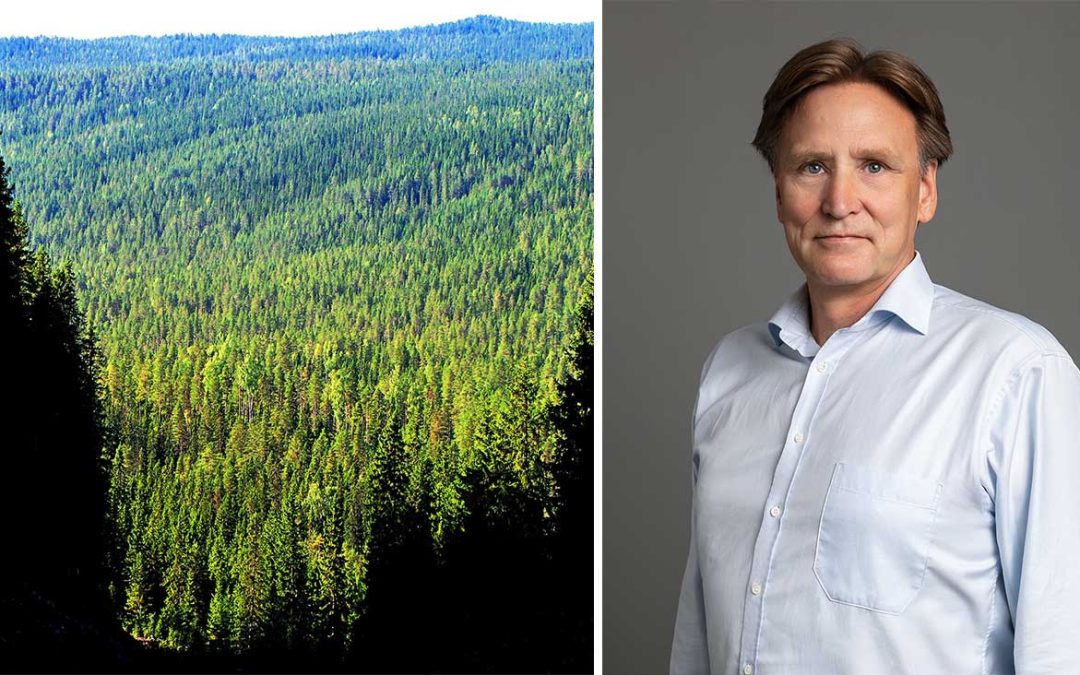 Expansiv europeisk kolkreditmarknad ger skogsägare tillgång till ny intäktskälla