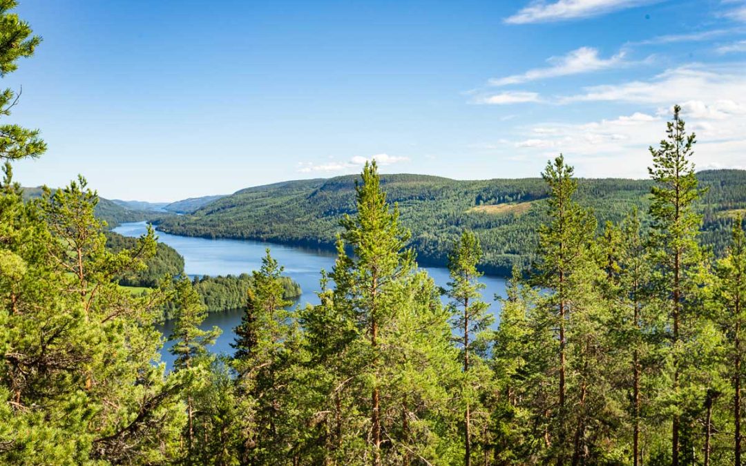 SCA maximerar skogens klimatnytta som kolsänka och producent av klimatsmart råvara